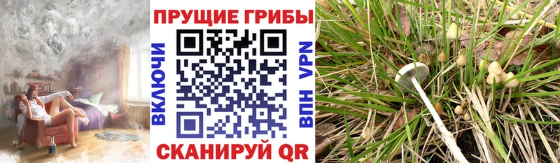 Псилоцибиновые грибы Psilocybe Ельня